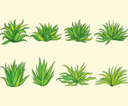 Maguey Plant