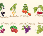 Watercolor Fruits
