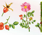 Floral Watercolor