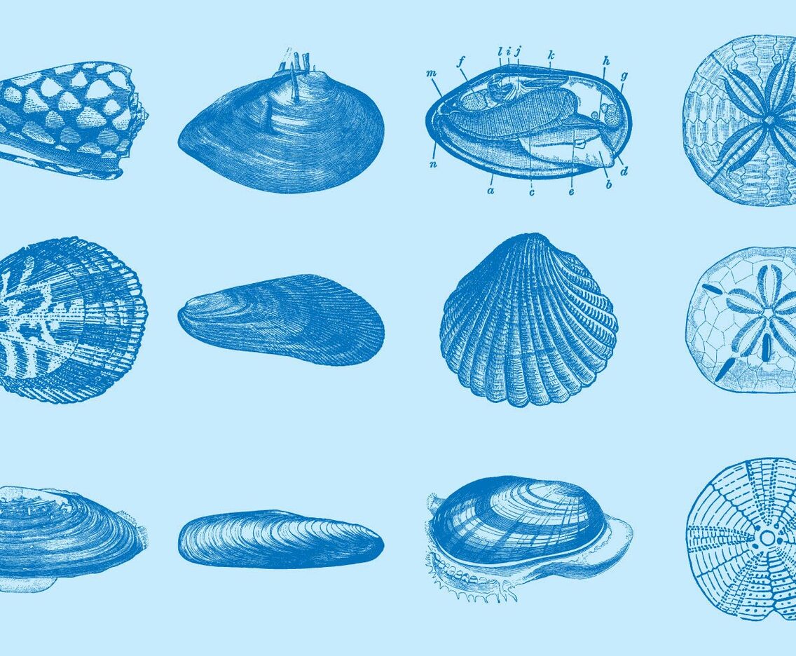 Sea Shells