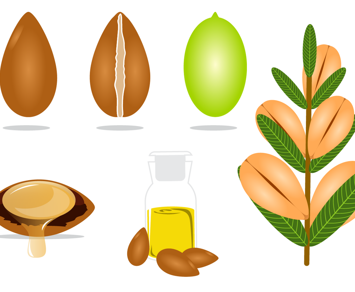 Free Argan Vector