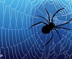 Spider Graphics