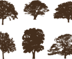 Oak tree silhouettes