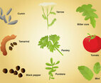 Set of Different Spices