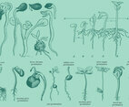 Old Style Drawing Germination
