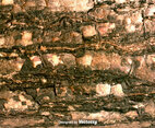 Aged Grunge Brown Background