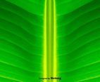 Green Leaf Background - Vector