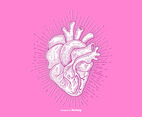 HEART - LINE DRAWING