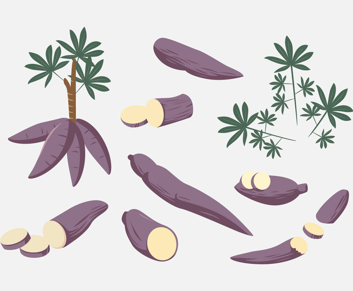 Cassava Vector
