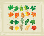 Full Color Vector Leaves