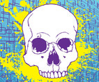Free Skull Stock Image