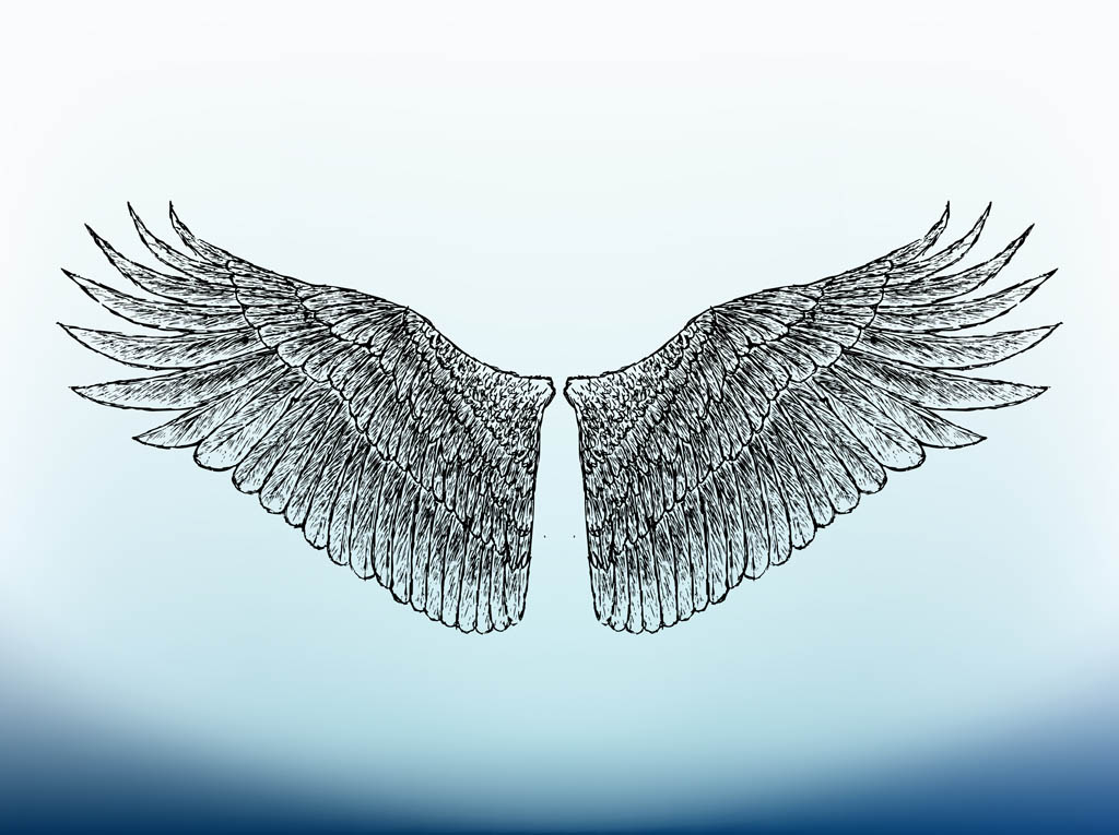 Bird Wings Image