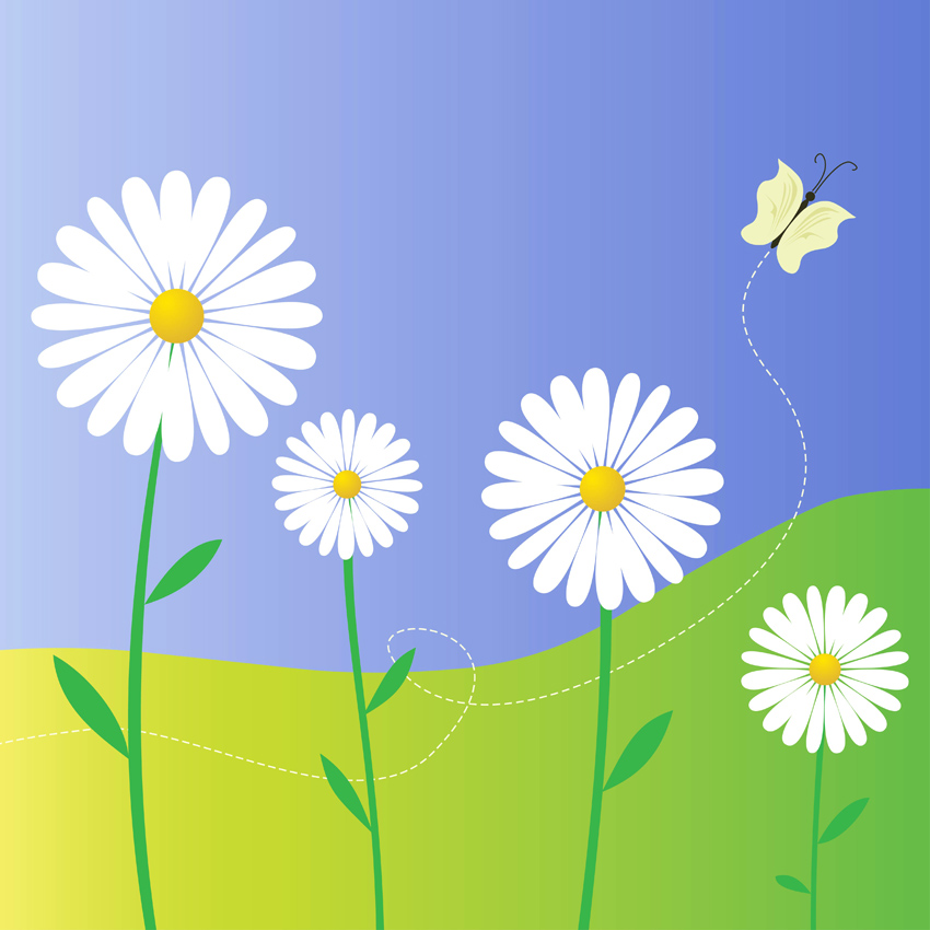 Of free daisies pictures daisies Pictures