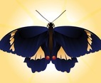 Beautiful Butterfly Vector
