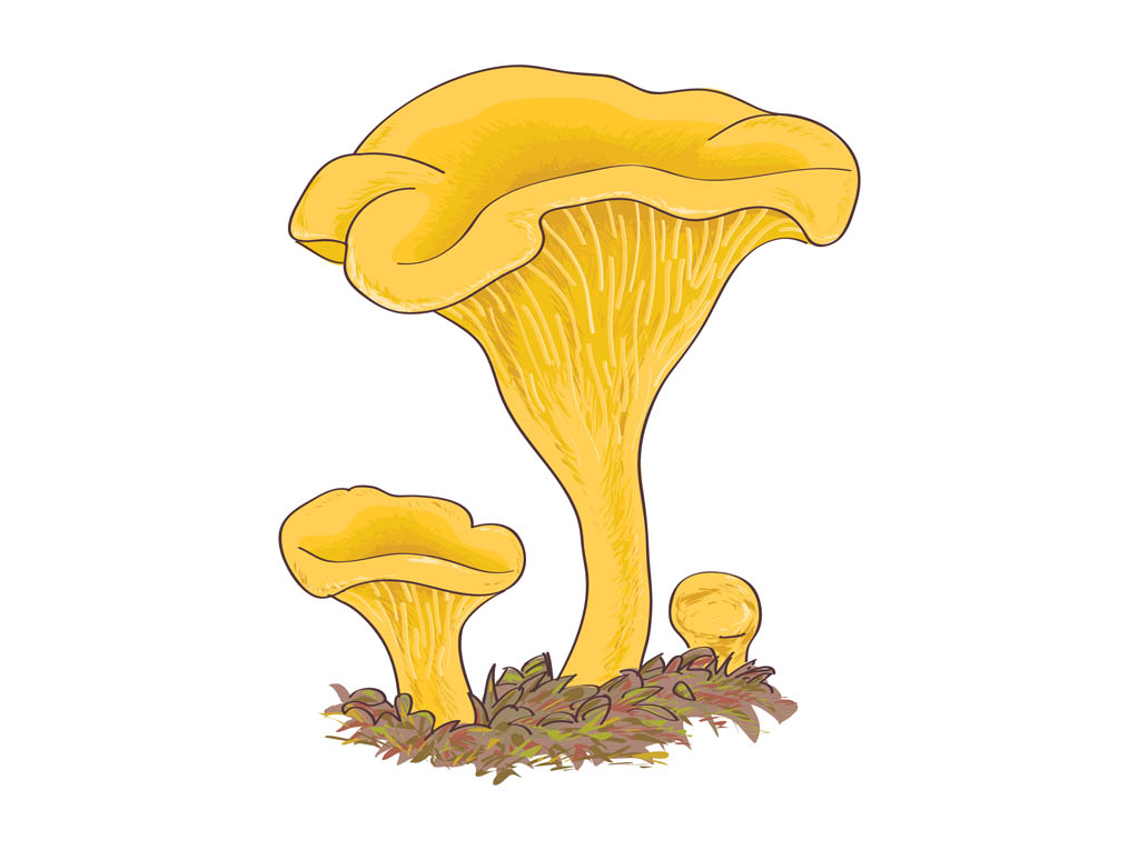 Chanterelle Mushrooms Vector Art & Graphics | freevector.com