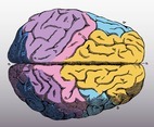 Colorful Brain Vector