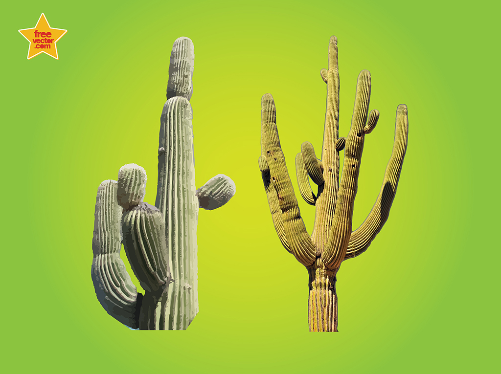 Cactus Graphics