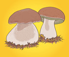 Boletus Mushrooms Graphics
