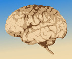 Brain Graphics