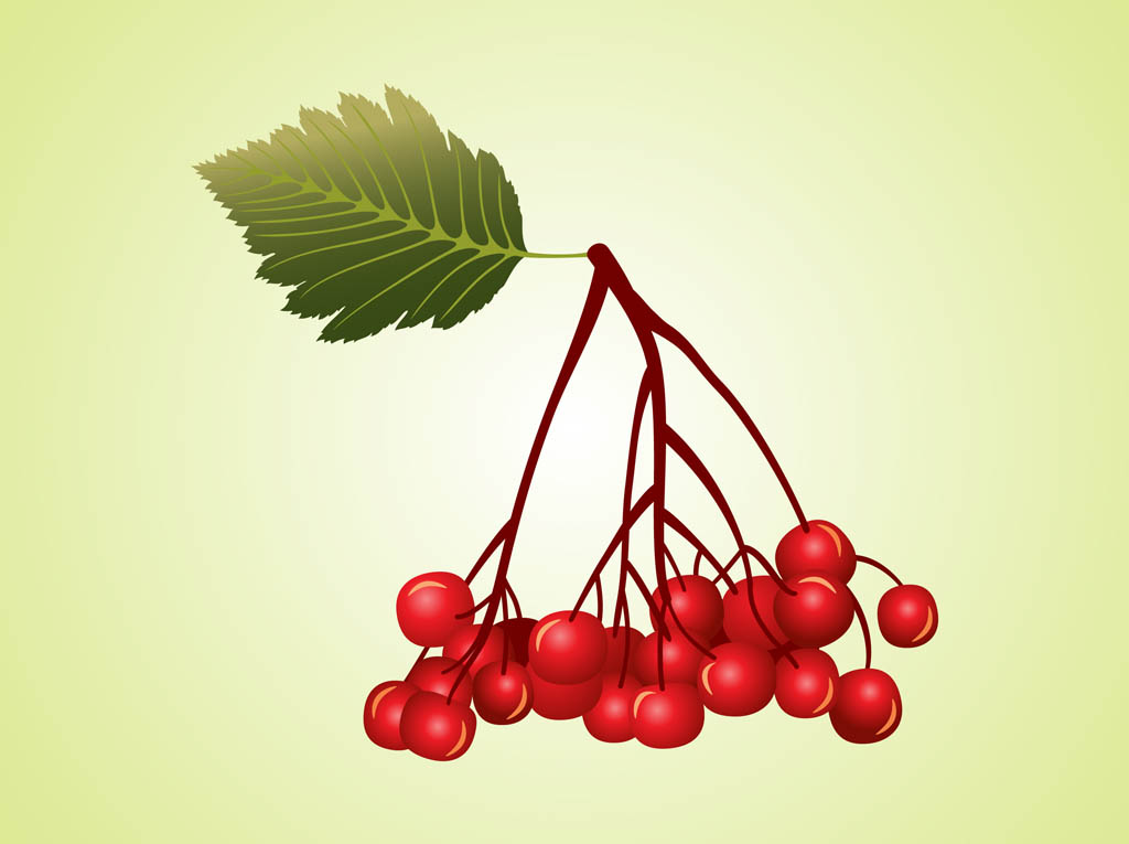 Berries Vector