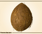 Coconut Vector 2