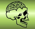 Skull And Brain