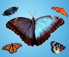 Butterflies Vector Traces