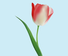 Tulip Graphics