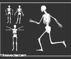 Skeletons Graphics
