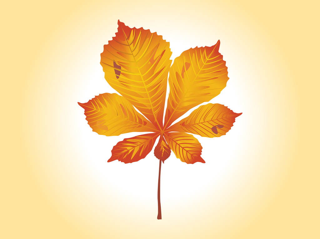 Autumn Leaf Vector Graphics