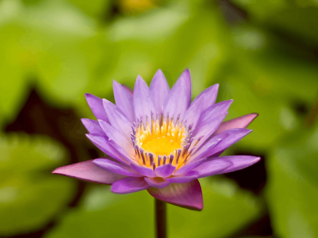 Purple Lily