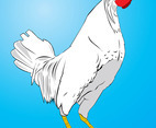 Chicken Vector