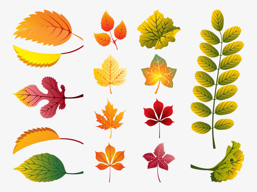 Fall Leaves Vector