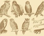 Old Style Drawing Owls