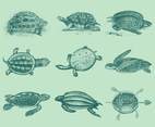 Old Style Drawing Turtles