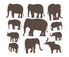 Elephant Silhouette Collection 