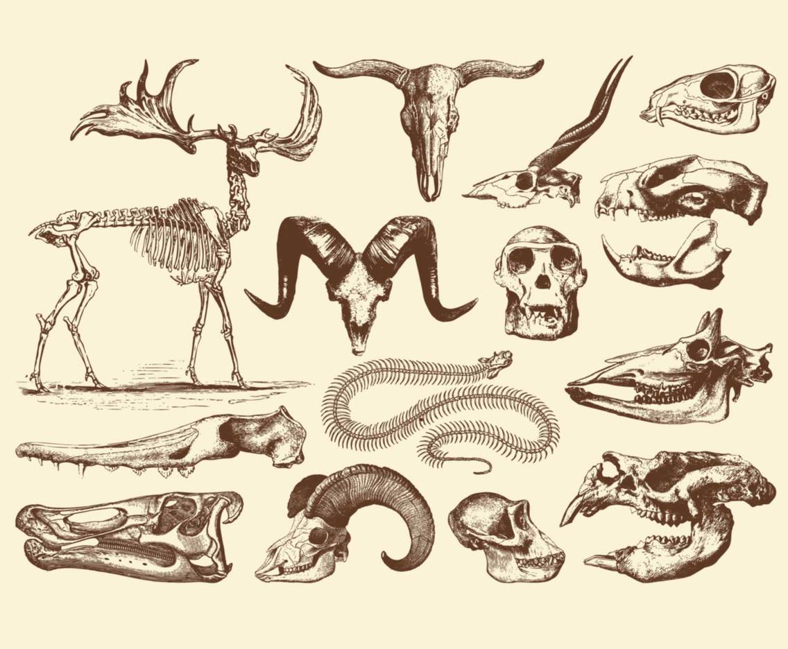Animal Skulls Vector Art & Graphics 