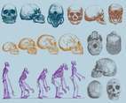  Evolution Of Human Skull