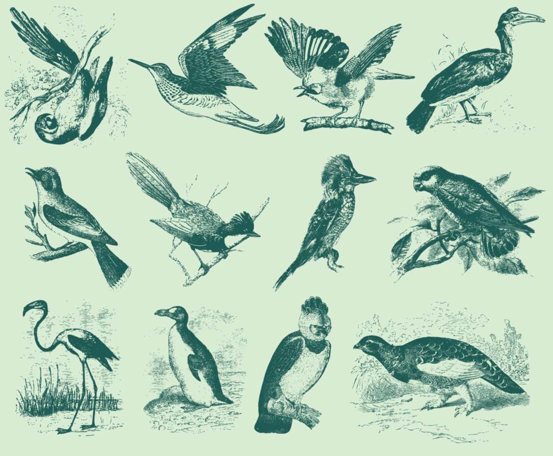 Vintage Bird Illustrations