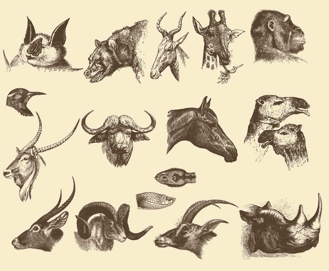 Animal Heads Vector Art & Graphics 