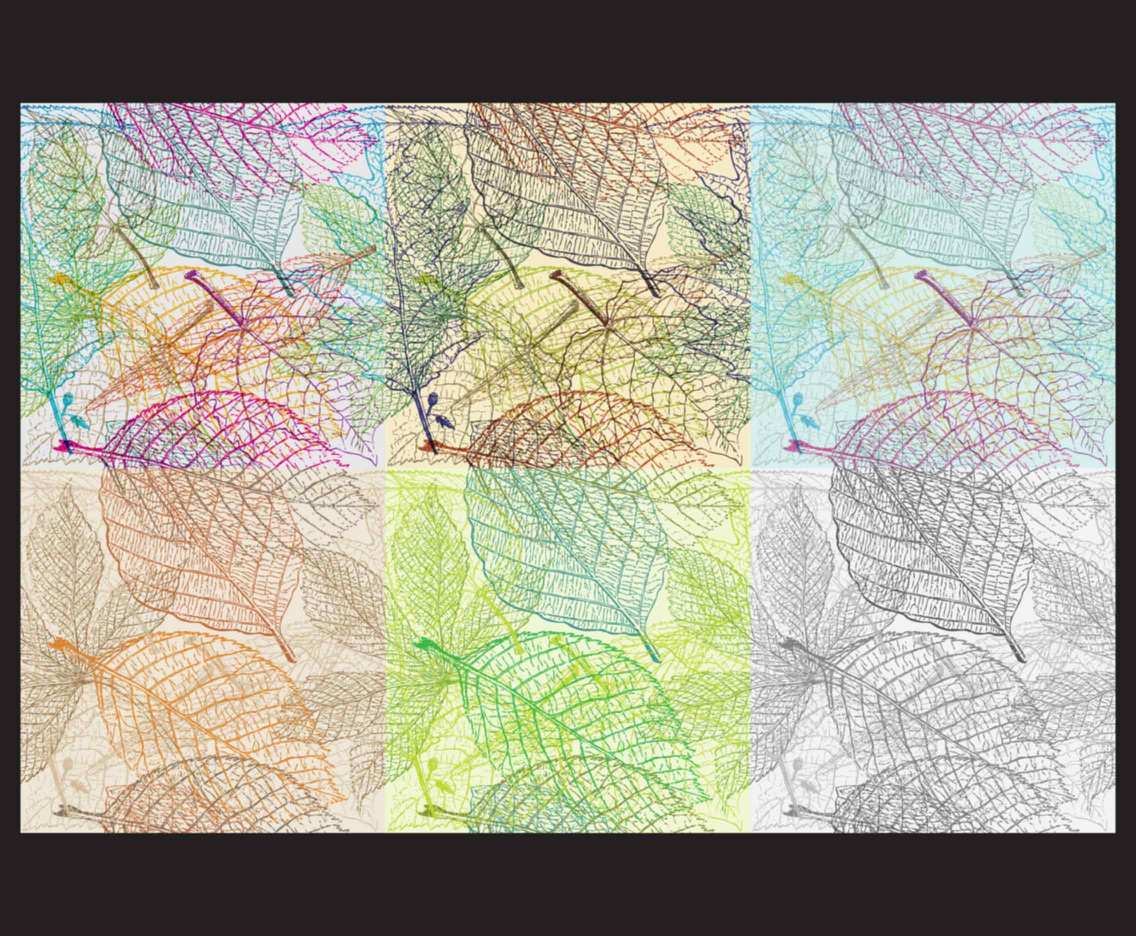 Leaf Texture Patterns