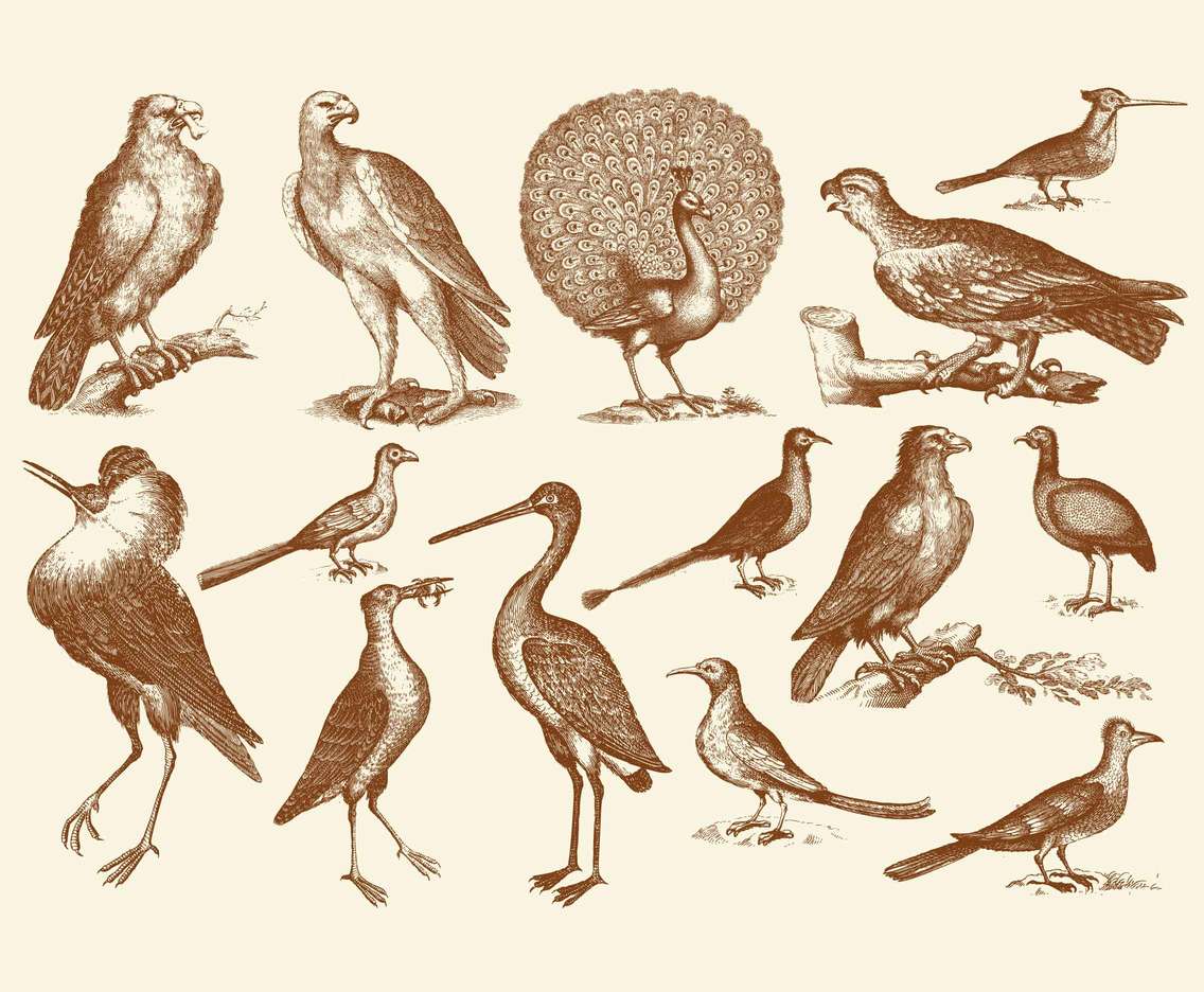 Vintage Biology Birds