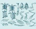 Turtle Anatomy Illustrations