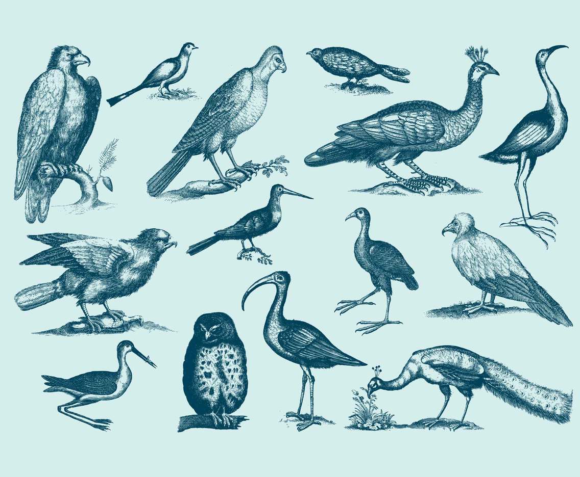 Vintage Biology Bird Specimens