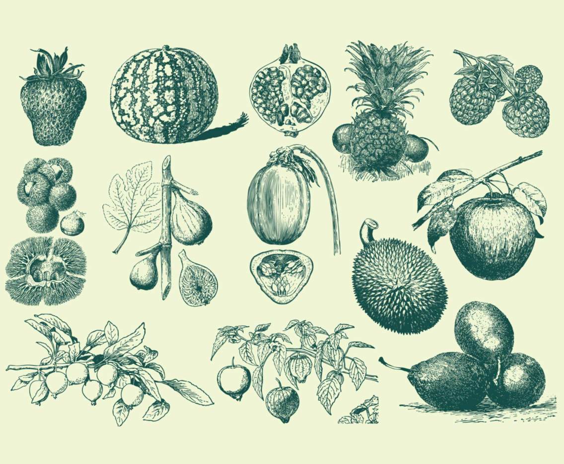 Green Vintage Fruit Illustrations
