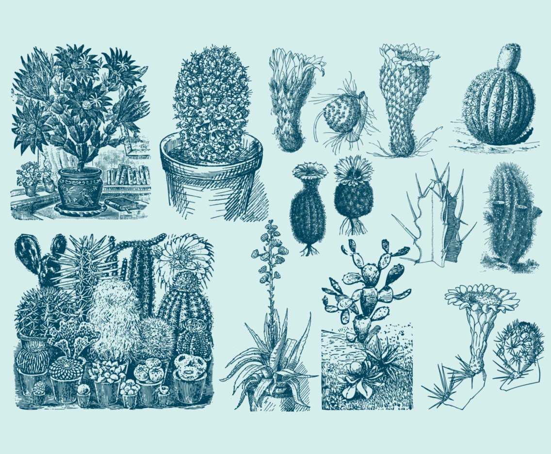 Blue Cactus Illustrations