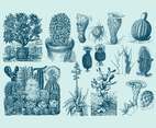 Blue Cactus Illustrations