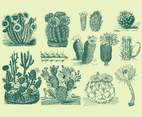 Green Cactus Illustrations