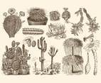 Sepia Cactus Illustrations
