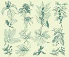 Green Botany Illustrations